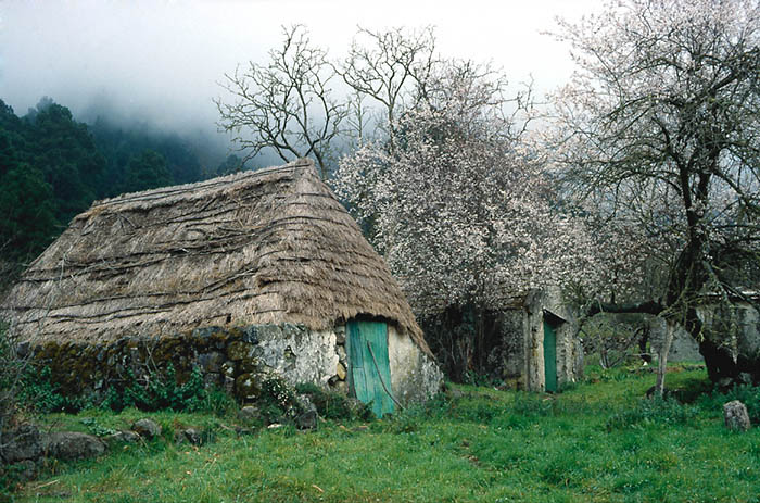 Las medianías orientadas a barlovento constituyen las únicas áreas que apenas padecen estrés hídrico estival. Altos del Valle de La Orotava, Tenerife.