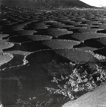 La Geria, Lanzarote (foto: Francisco Rojas Fariña).