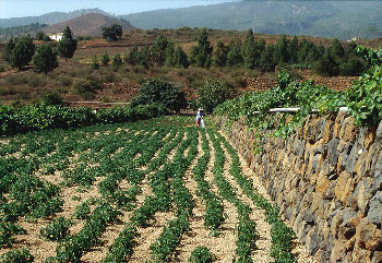 Los jables, empleados en el sur de Tenerife como recubrimiento de la tierra fértil, preservan la humedad de las lluvias y economizan el agua de riego. Terrazas de viña por encima de La Escalona, Vilaflor.