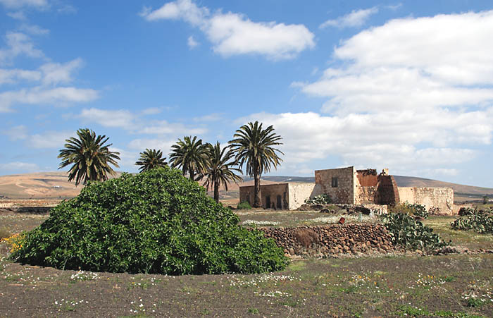Típica casa campesina en Teseguite, Lanzarote, con la vegetación característica: higuera, planta introducida antes de la conquista, tuneras originarias de América (Opuntia sp.) y palmeras canarias nativas.