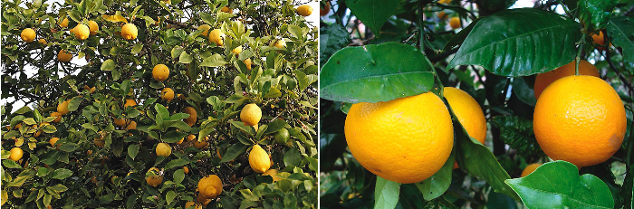 Izquierda: Limonero. Derecha: Naranjas. Los cítricos (limones y naranjas) fueron elementos ornamentales importantes en los primeros jardines, que además servían de medicina y alimento.