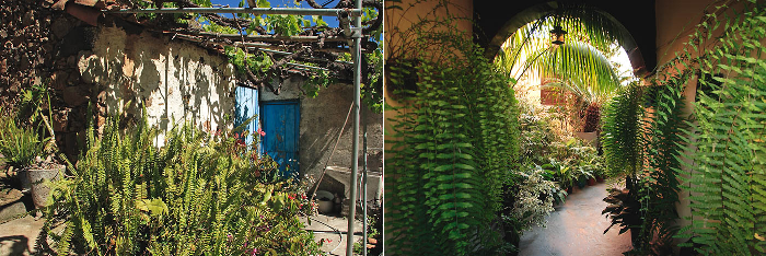 Izquierda: Patio con helechos (Nephrolepis sp.), Vallehermoso, La Gomera. Derecha: Galería con helechas de a metro, La Cruz Santa, Tenerife.