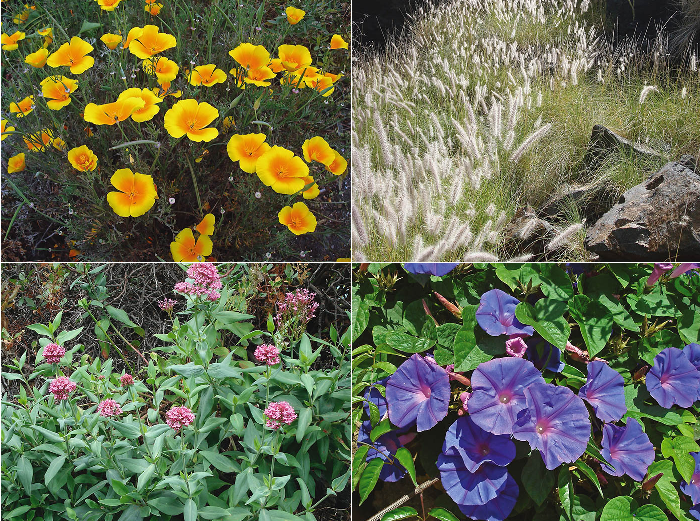 Plantas ornamentales invasoras