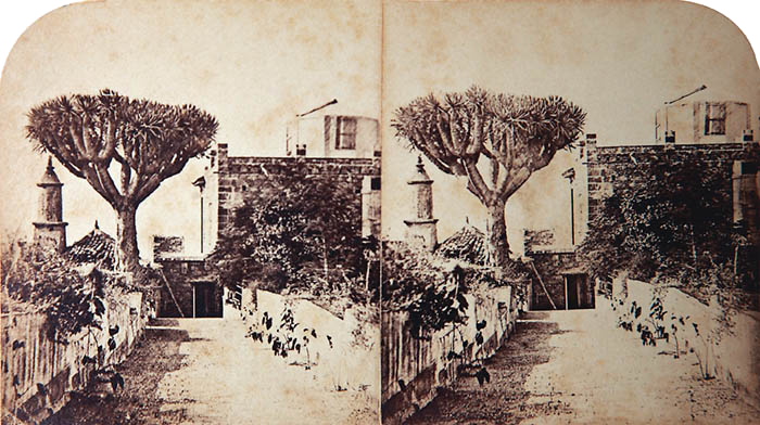 Foto estereoscópica del Sitio Litre, Puerto de la Cruz, Tenerife, hecha por la Sra. Smyth (esposa de Piazzi), incluyendo el histórico drago, 1856. En Tenerife and astronomer's experiment.