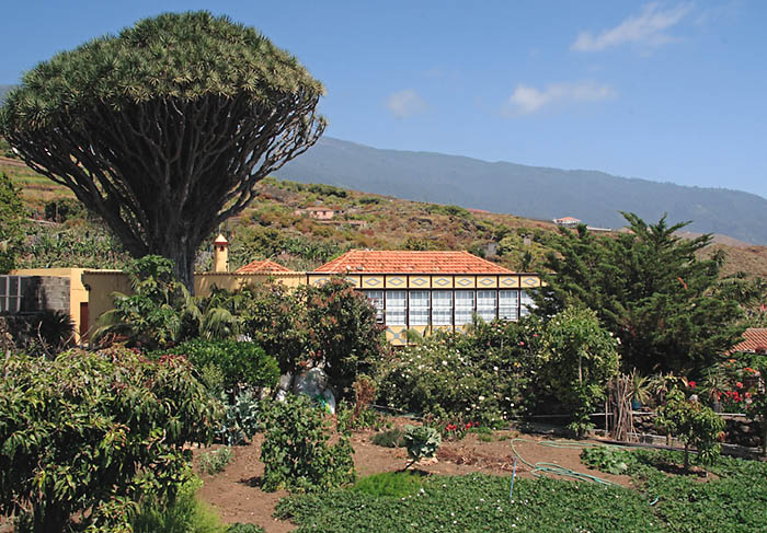 Drago centenario junto a vivienda tradicional en Breña Baja, La Palma.